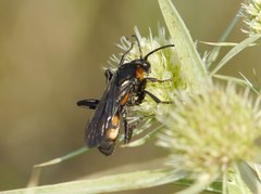 Eoferreola erythraea