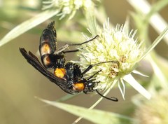 Eoferreola erythraea