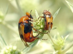 Macrosiagon bimaculata