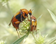 Macrosiagon bimaculata