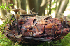 Ciboria rufofusca