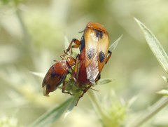 Macrosiagon bimaculata