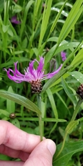 Centaurea jacea jacea