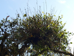 Epidendrum blepharistes