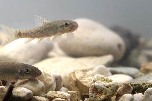 Red garra (Garra rufa) — Cyprinidae — 3