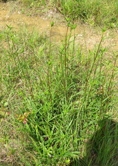 Helianthus longifolius