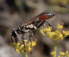 Prionyx lividocinctus