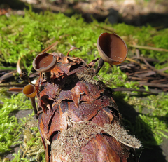 Ciboria rufofusca