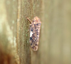 Xestocephalus tessellatus