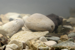 Oxynoemacheilus insignis