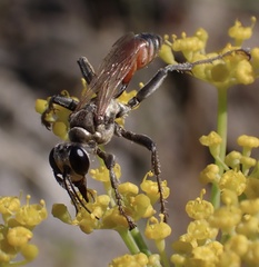 Prionyx lividocinctus
