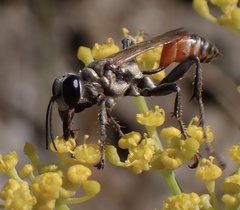 Prionyx lividocinctus