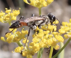 Prionyx lividocinctus