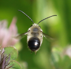 Eucera actuosa