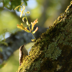 Certhia brachydactyla