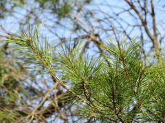 Pinus densiflora