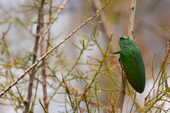 Steraspis squamosa