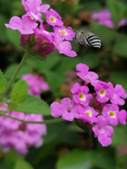 Amegilla quadrifasciata
