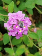 Amegilla quadrifasciata