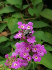 Amegilla quadrifasciata