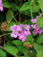 Amegilla quadrifasciata
