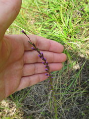 Liatris microcephala
