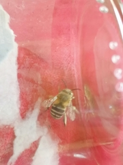 Amegilla quadrifasciata