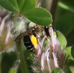 Eucera actuosa