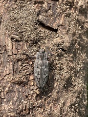 Chrysobothris cribraria