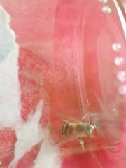 Amegilla quadrifasciata