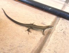 Algyroides moreoticus