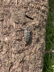 Chrysobothris cribraria