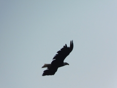 Haliaeetus leucocephalus