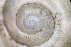 Mesomphix vulgatus