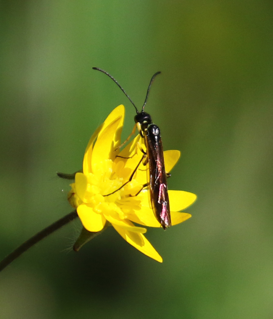 Calameuta clavata