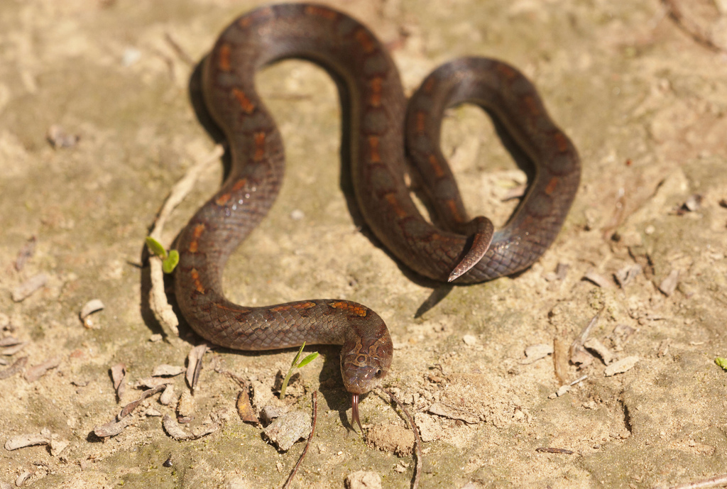 Black Cross-barred Kukri Snake from Tân Phú District, Dong Nai, Вьетнам ...