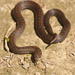Cat Tien Kukri Snake - Photo (c) Leonid A. Neymark, some rights reserved (CC BY-NC), uploaded by Leonid A. Neymark