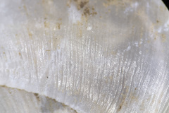 Mesomphix vulgatus