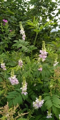 Galega officinalis