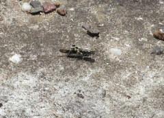 Trimerotropis saxatilis