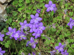 Campanula arvatica