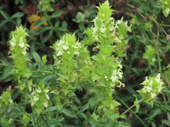 Sideritis hyssopifolia