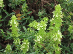 Sideritis hyssopifolia