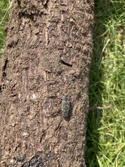 Chrysobothris cribraria