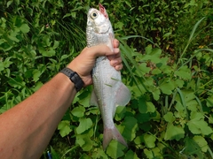 Hiodon alosoides