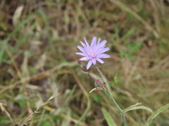 Lactuca tenerrima