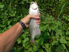 Hiodon alosoides