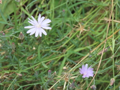 Lactuca tenerrima
