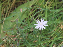 Lactuca tenerrima