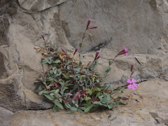 Petrocoptis glaucifolia